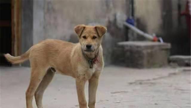 国产小型犬看家视频,萌态可掬看家瞬间大盘点