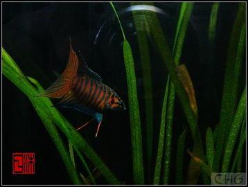 国产斗鱼怎么开缸的视频,跟随视频轻松打造美丽鱼缸