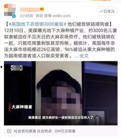 456国产调奴免费视频,一场视觉与思想的盛宴