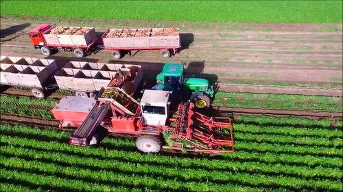 国产自动收割胡萝卜视频