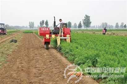 国产自动收割胡萝卜视频