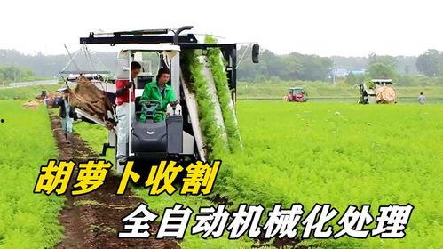 国产自动收割胡萝卜视频