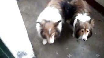 硅胶国产交配视频,科技与伦理的边界探索