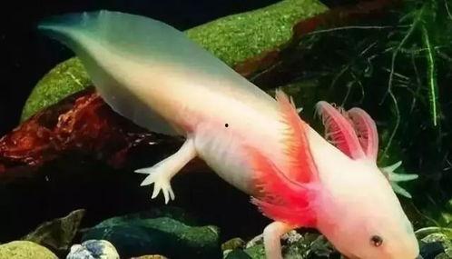 国产雷龙观赏性高吗视频