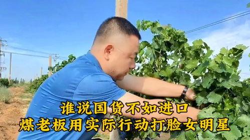 明星喝国产红酒视频,品味民族品牌魅力瞬间