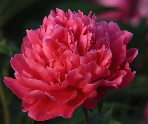 国产芍药测评视频在线播放,线上直播带你领略国花之美