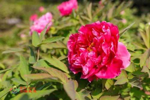 国产芍药测评视频在线播放,线上直播带你领略国花之美