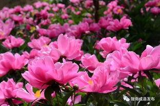 国产芍药测评视频在线播放,线上直播带你领略国花之美