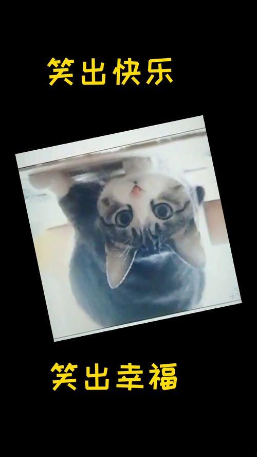 国产有趣对白视频,笑点满满，欢乐无限