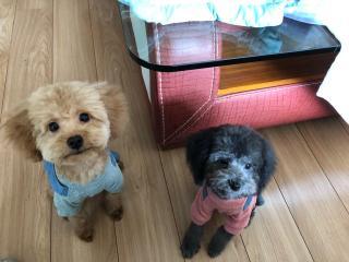 国产小奶狗在线看视频,在线观看视频，心动瞬间尽收眼底