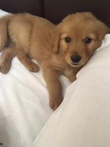 国产小奶狗在线看视频,在线观看视频，心动瞬间尽收眼底